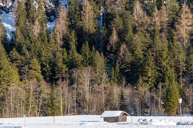 Imagem aproximada de uma floresta cheia de árvores atrás de uma pequena cabana no inverno