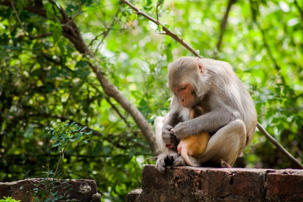 Imagem aproximada de uma mãe macaco segurando o bebê em seu abraço