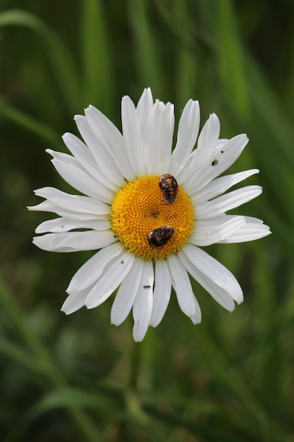 Foto grátis imagem aproximada de uma margarida com dois pequenos insetos