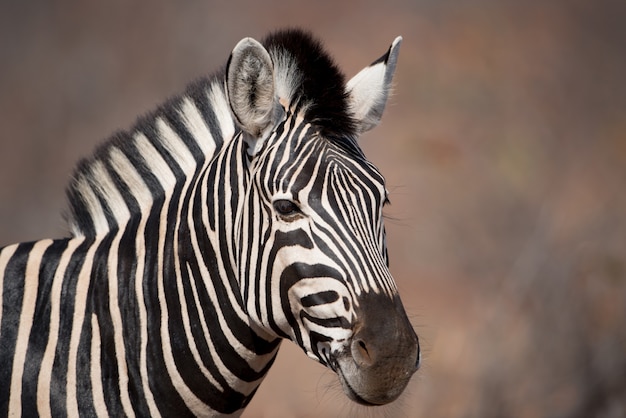 Imagem aproximada de uma zebra