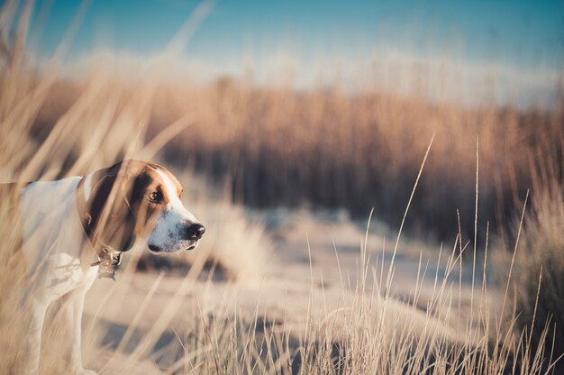 Imagem aproximada do beagle-harrier nos campos