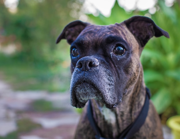 Imagem aproximada do cão Boxer