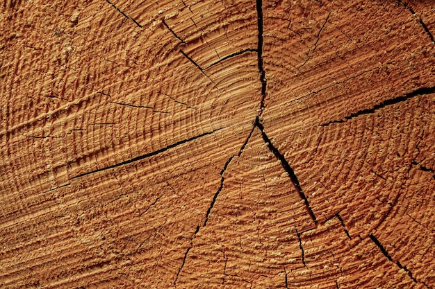 Imagem aproximada dos anéis de crescimento no toco da árvore cortada