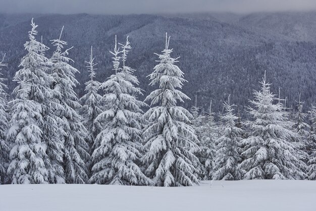 Imagem cênico da árvore de abetos vermelhos. Dia gelado, cena invernal calma.