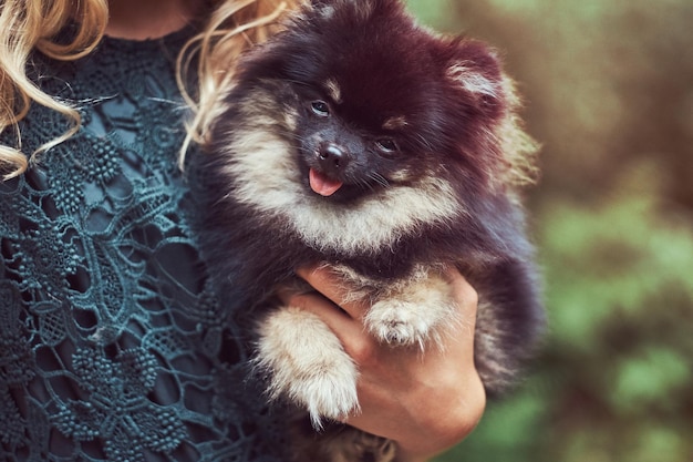 Imagem de close-up de um filhote de spitz fofo que a garota mantém.