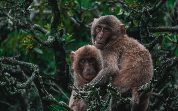 Imagem de dois macacos abraçados em galhos de árvores na selva