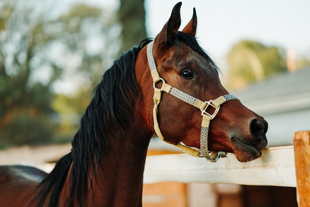 Imagem de foco raso de um cavalo marrom usando um arreio
