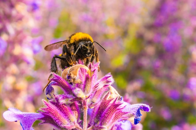 Imagem de foco raso de uma abelha colhendo mel de lavanda inglesa