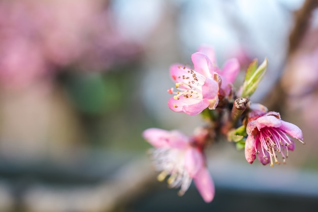 Imagem de foco seletivo de belas flores de cerejeira em um jardim capturada em um dia ensolarado