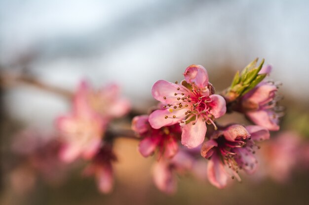 Imagem de foco seletivo de belas flores de cerejeira em um jardim capturada em um dia ensolarado