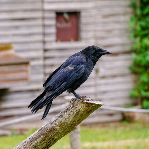 Imagem de foco superficial de um corvo em pé em um galho de madeira com um fundo desfocado