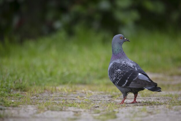 Imagem de foco superficial de um pombo parado em um solo de terra