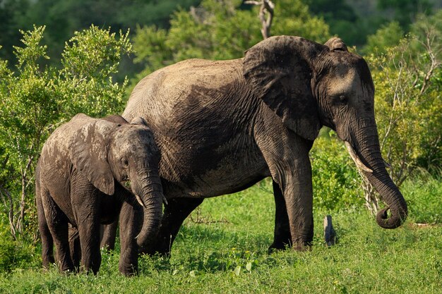 Imagem de foco superficial de uma mãe e um bebê elefante caminhando em um campo de grama durante o dia