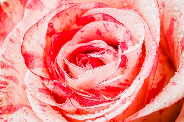 Foto grátis imagem de fundo em close-up em rosa