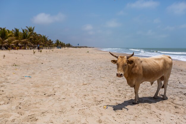 Imagem de uma vaca em uma praia cercada por mar e vegetação sob um céu azul na Gâmbia