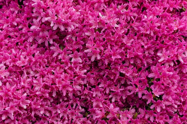 Imagem hipnotizante de flores cor de rosa
