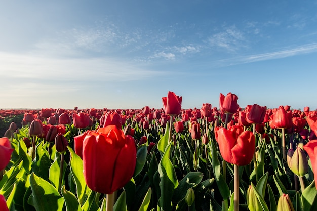 Imagem hipnotizante de um campo de tulipas vermelhas sob a luz do sol