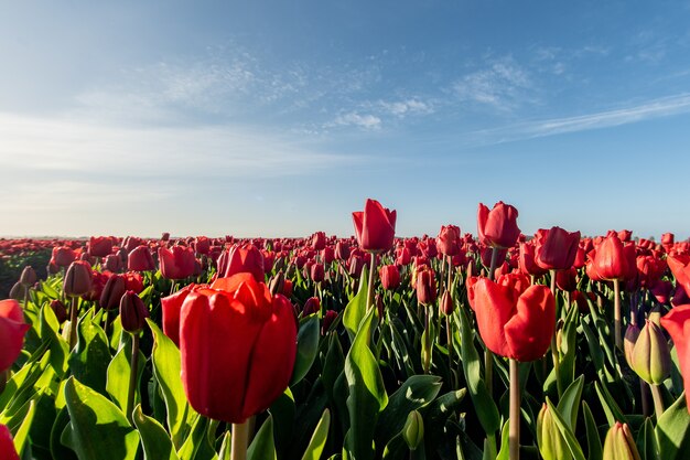 Imagem hipnotizante de um campo de tulipas vermelhas sob a luz do sol