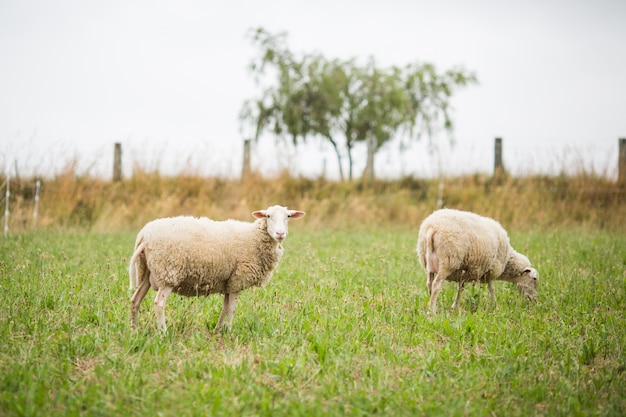 Imagem horizontal de duas ovelhas brancas andando e comendo grama em um campo durante o dia