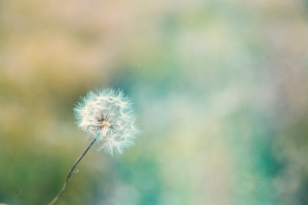 Imagem retrô da natureza da flor