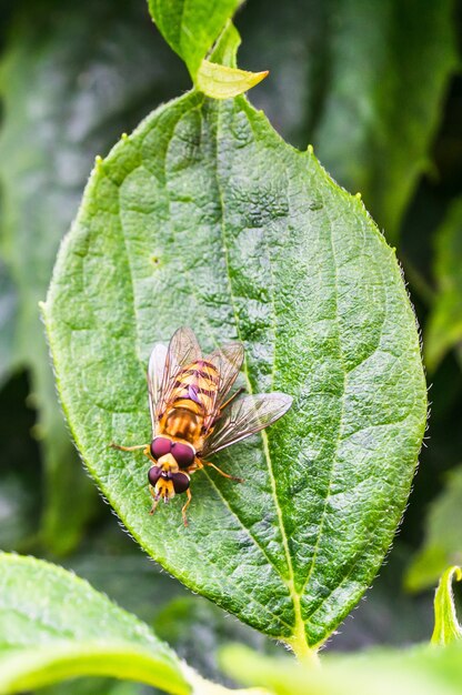 Imagem vertical aproximada de hoverflies em uma folha verde