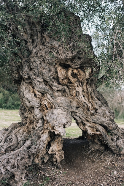 Foto grátis imagem vertical da velha casca de árvore em um campo cercado por vegetação