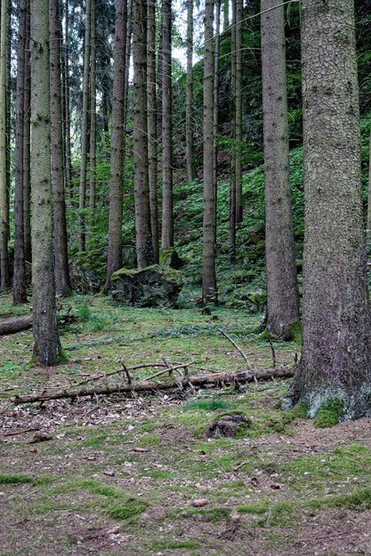 Imagem vertical de árvores alinhadas na floresta