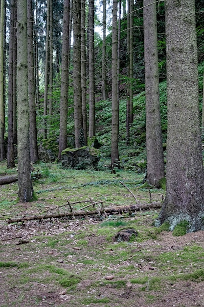 Imagem vertical de árvores alinhadas na floresta