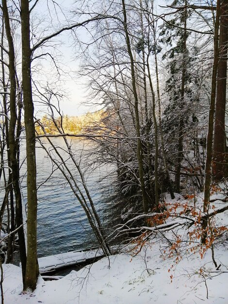 Imagem vertical de árvores cobertas de neve com um rio sob a luz do sol no fundo