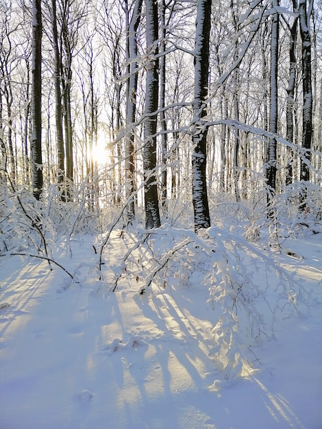 Imagem vertical de árvores cobertas de neve na floresta sob a luz do sol em Larvik, na Noruega