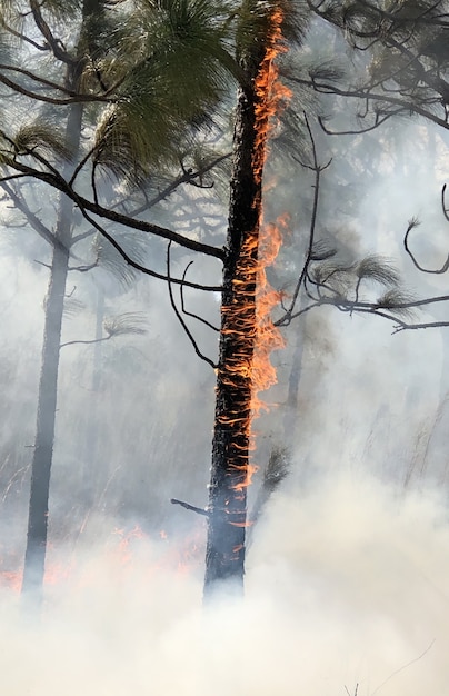 Imagem vertical de árvores em chamas em uma floresta coberta de fumaça