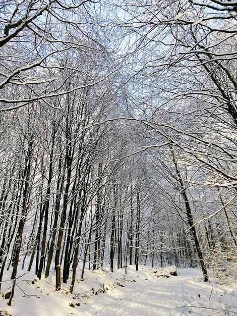Imagem vertical de árvores em uma floresta coberta de neve em Larvik, na Noruega