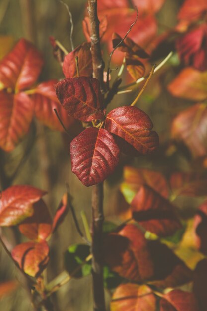 Imagem vertical de folhas vermelhas em um jardim sob a luz do sol