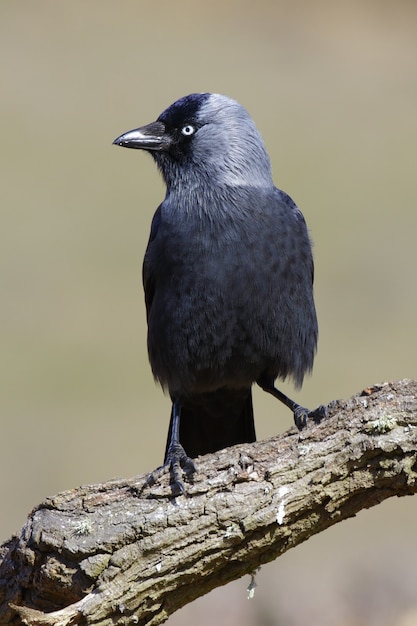 Imagem vertical de um corvo negro em um galho