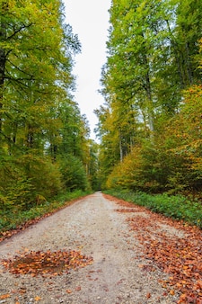 Imagem vertical de uma estrada com folhas marrons caídas correndo pela floresta