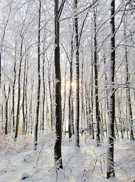 Imagem vertical de uma floresta cercada por árvores cobertas pela neve sob o sol na Noruega