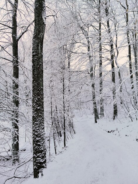 Imagem vertical de uma floresta cercada por árvores cobertas pela neve sob o sol na Noruega