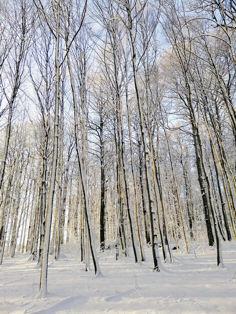 Imagem vertical de uma floresta cercada por árvores cobertas pela neve sob o sol na Noruega