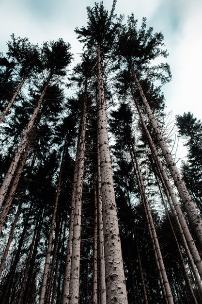 Imagem vertical de uma floresta cercada por folhas e árvores altas sob um céu nublado