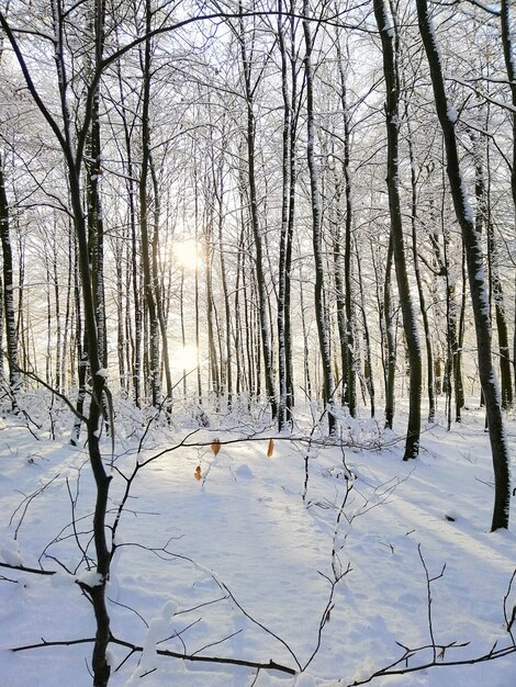 Imagem vertical de uma floresta coberta de árvores e neve sob a luz do sol em Larvik, na Noruega