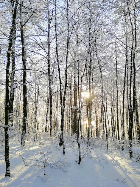 Imagem vertical de uma floresta coberta de árvores e neve sob a luz do sol em Larvik, na Noruega