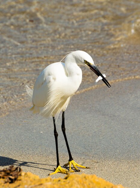 Imagem vertical de uma garça comendo um peixe à beira-mar.