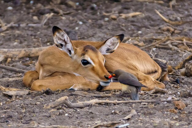Impala jovem com pica-pau-de-bico-vermelho na natureza