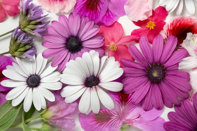 Foto grátis imprensa de flores de vista superior com fundo branco