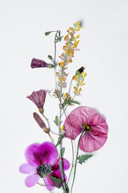 Foto grátis imprensa de flores de vista superior com fundo branco