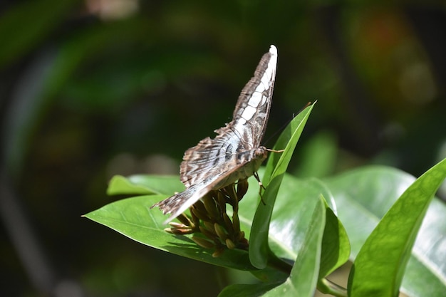 Impressionante close-up de uma borboleta marrom branca e azul