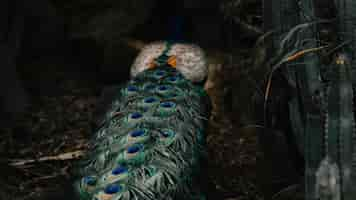 Foto grátis impressionante pluma linda de um pavão à noite