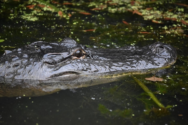 Incrível de perto, observe um jacaré na água