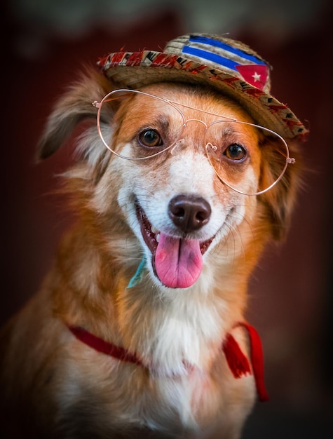 Incrível foto vertical de um golden retriever vestido para a câmera