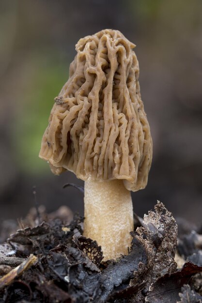 Incrível tiro de foco seletivo closeup de um falso morel